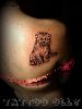 Fauna